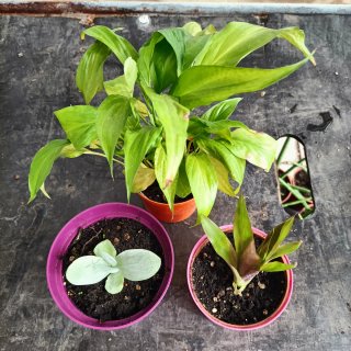 Set 3 Piante: Bromelia, Spathiphyllum, Thyrsiflora