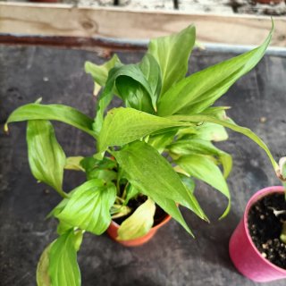 Set 3 Piante: Bromelia, Spathiphyllum, Thyrsiflora