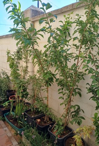 Ciruelo (Ciruelas Negras) 2,10m
