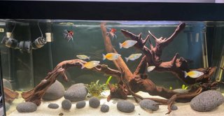 Acuario Eheim 180 L