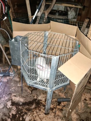 Jaula para conejo macho