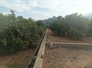 Campo de naranjos con casita y aljibe