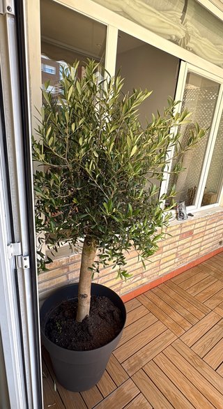 Olivo con maceta