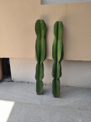 Lote 2 Euphorbia Candelabro