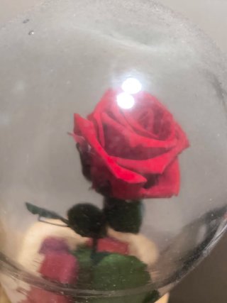Urna Rosa Eterna Liofilizada Grande