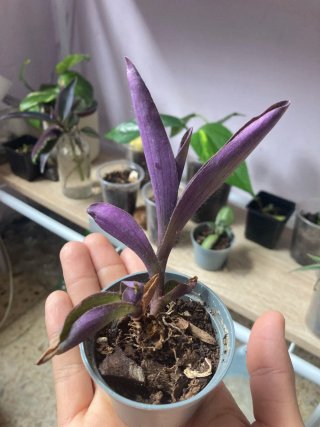 Plantas de interior variadas