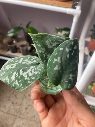 Plantas de interior variadas