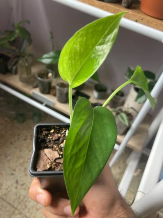 Plantas de interior variadas