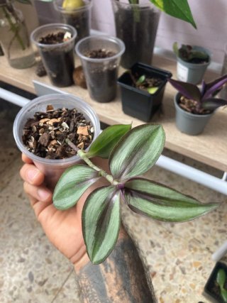 Plantas de interior variadas