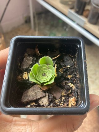 Plantas de interior variadas