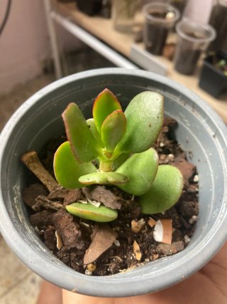 Plantas de interior variadas