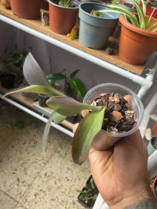 Plantas de interior variadas