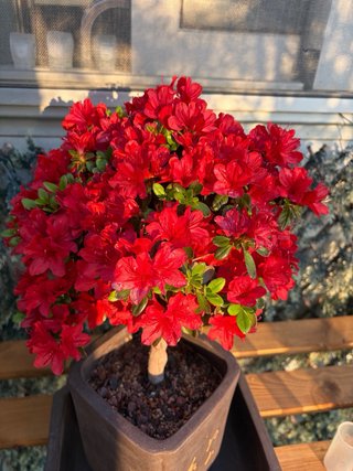 Azalea Bonsái Roja