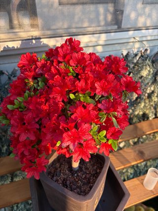Azalea Bonsái Roja