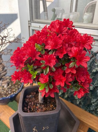 Azalea Bonsái Roja