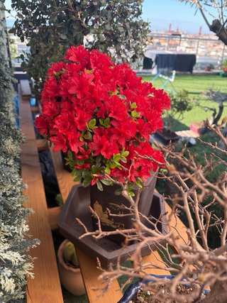 Azalea Bonsái Roja