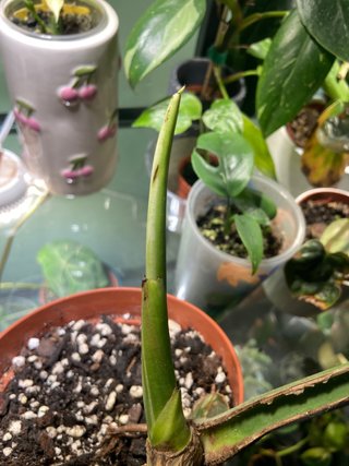 Monstera Deliciosa Albo Variegata