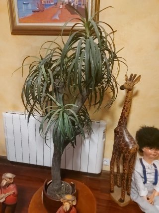 PLANTA ARTIFICIAl BEUCARNEA(,tipo kentia)
