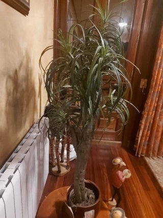 PLANTA ARTIFICIAl BEUCARNEA(,tipo kentia)