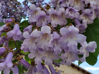 Paulownia Tomentosa - 4 unidades