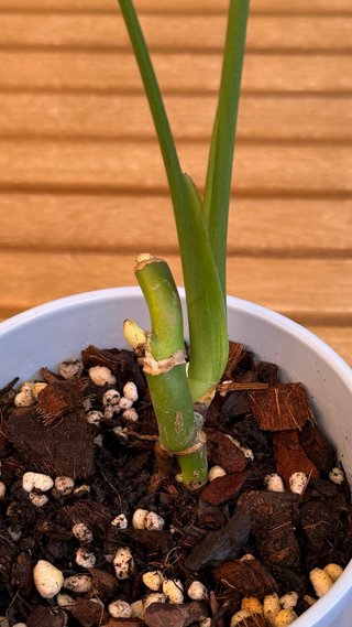 Monstera Deliciosa Planta Joven