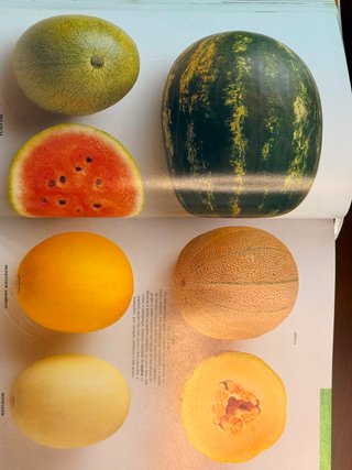 Livro Ingredientes – Guia Visual Completo de Gastr