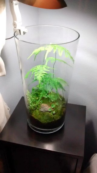 Jardín en cristal, plantas naturales