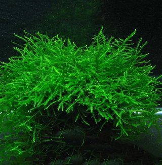 Plantas de acuario