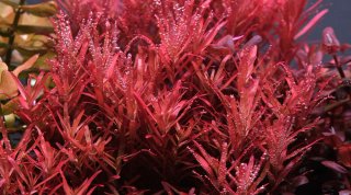 Plantas de acuario