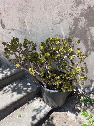 Planta Jade en Maceta Negra