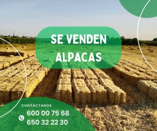 Alpaca de paja trigo