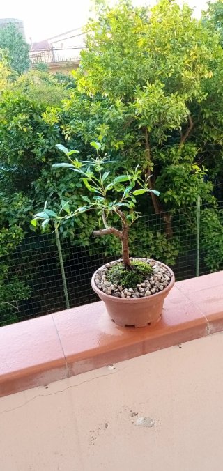 Bonsai di melograno
