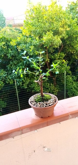 Bonsai di melograno