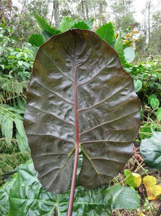 Alocasia Wentii