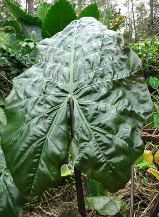Alocasia Wentii