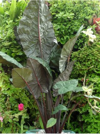 Alocasia Wentii