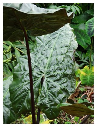 Alocasia Wentii