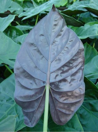 Alocasia Wentii