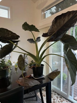 Alocasia Wentii