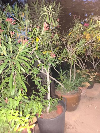 Plantas y macetas variadas