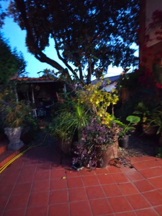 Plantas y macetas variadas