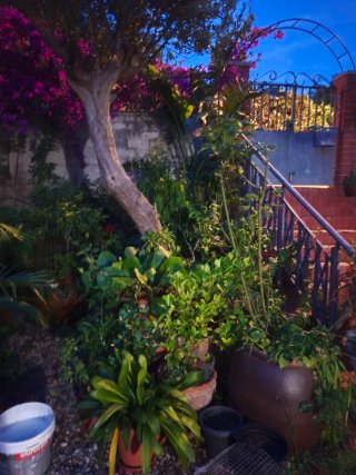 Plantas y macetas variadas