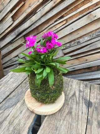 Kokedama planta