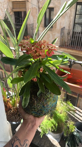 Kokedama planta