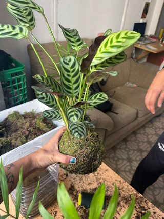 Kokedama planta