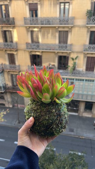 Kokedama planta