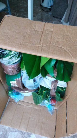 Conjunto de plantas en maceta