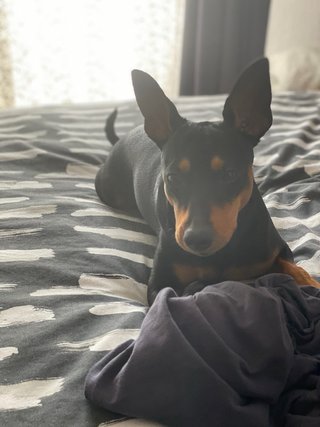 Spike: Galán de 4 patas busca novia