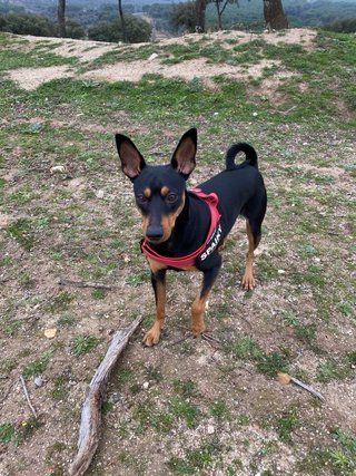Spike: Galán de 4 patas busca novia