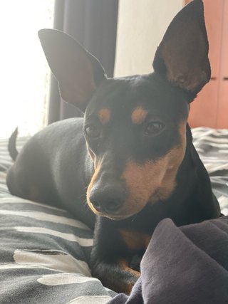 Spike: Galán de 4 patas busca novia